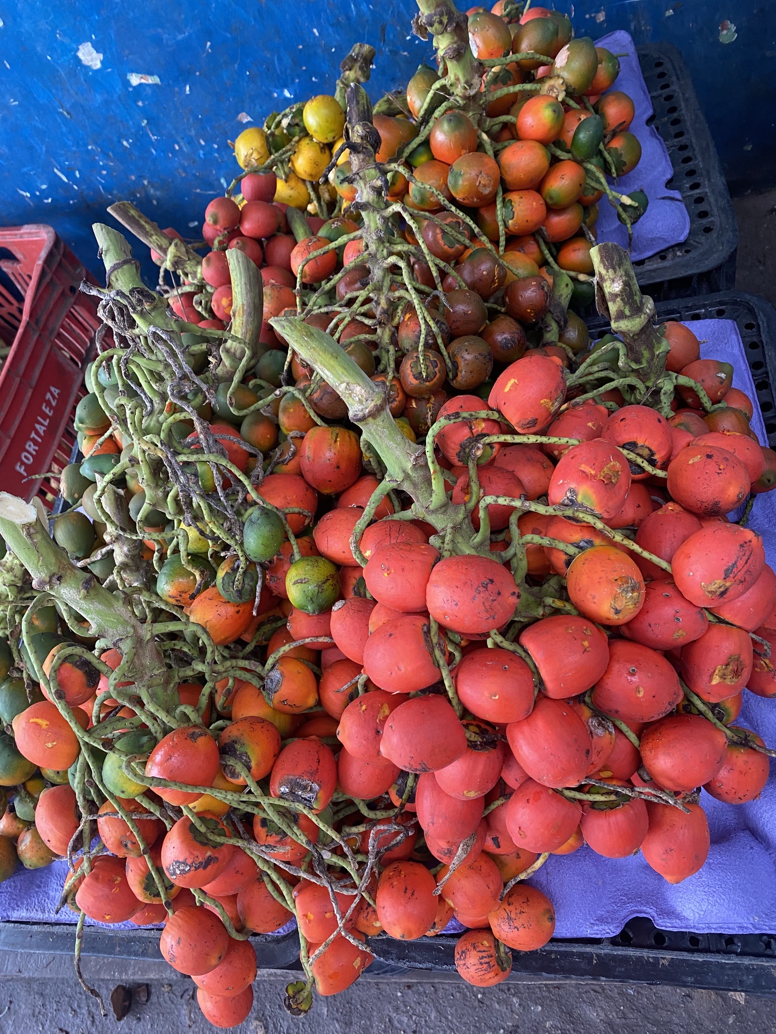 Bactris gasipaes