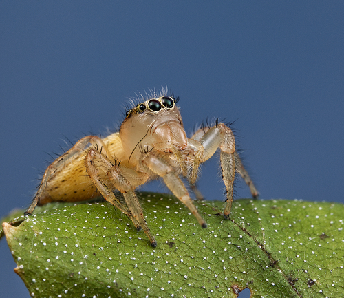 Jumping spiders photo 2