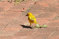 Ploceus subaureus subaureus