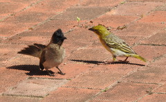 Ploceus subaureus subaureus