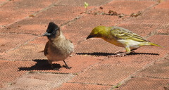 Ploceus subaureus subaureus