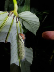 Truncaptera postpallida