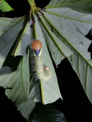 Truncaptera postpallida