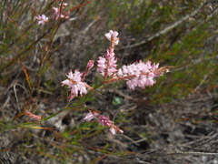 Polygonella robusta