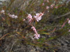 Polygonella robusta