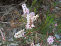 Polygonella robusta