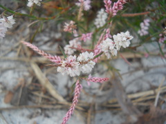 Polygonella robusta