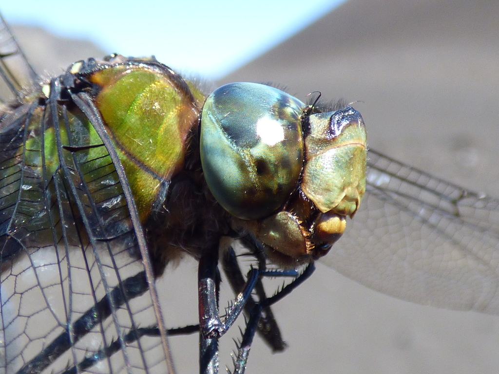 Giant Hawaiian Darner