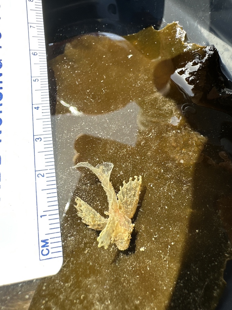 Sailfin Sculpin From Skagit Bay Greenbank Wa Us On April At