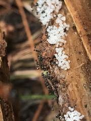 Collaria arcyrionema