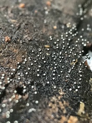 Collaria arcyrionema