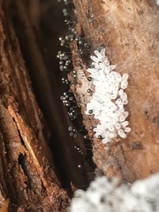 Collaria arcyrionema