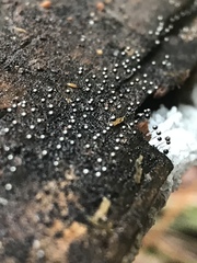 Collaria arcyrionema