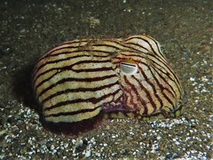 Sepioloidea lineolata