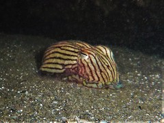 Sepioloidea lineolata