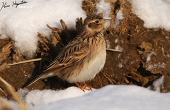 Alauda arvensis