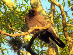 Cyanocorax cyanomelas