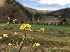 Brassicaceae