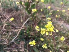 Brassicaceae