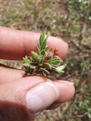 Lasiosiphon canoargenteus