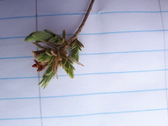 Lasiosiphon canoargenteus