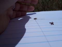 Lasiosiphon canoargenteus