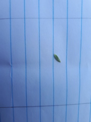 Lasiosiphon canoargenteus