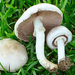 California Agaricus - Photo (c) Christian Schwarz, some rights reserved (CC BY-NC), uploaded by Christian Schwarz