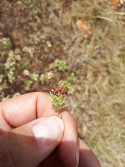 Lasiosiphon canoargenteus