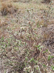 Lasiosiphon canoargenteus