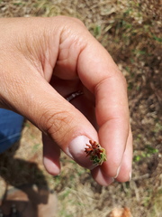 Lasiosiphon canoargenteus