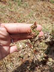 Lasiosiphon canoargenteus