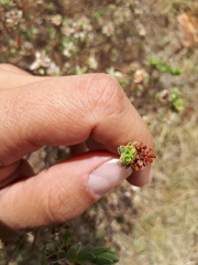 Lasiosiphon canoargenteus