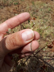 Lasiosiphon canoargenteus
