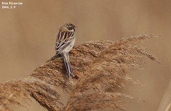Emberiza pallasi
