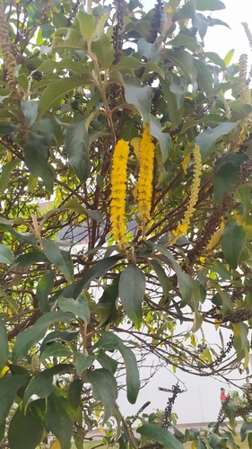 Image of Abatia parviflora by (c) Ángela Patricia Rojas Cortés, some rights reserved (CC BY-SA)