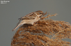 Emberiza pallasi