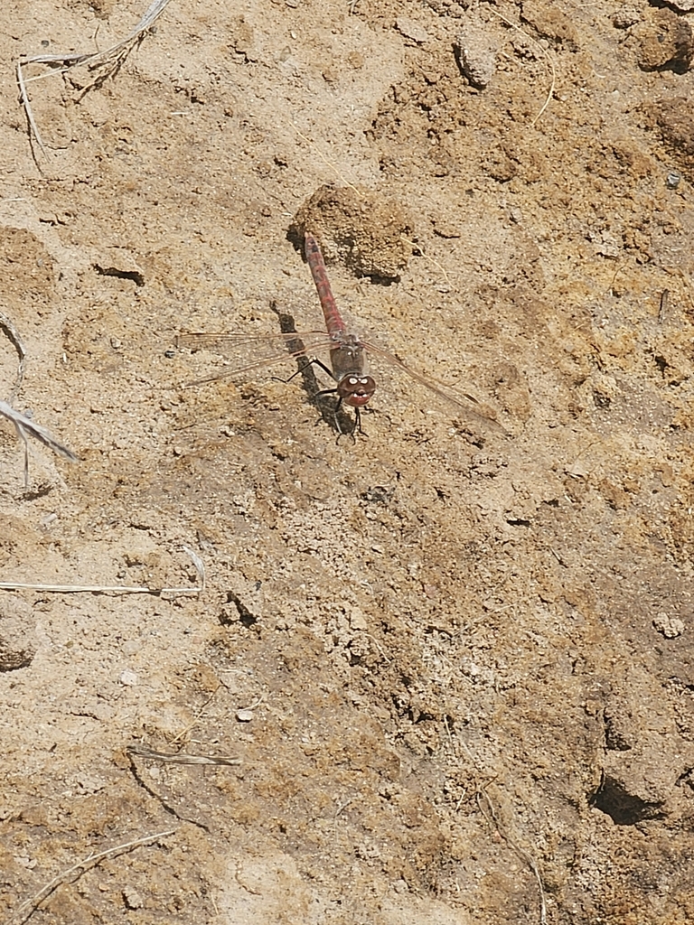 Variegated Meadowhawk From Rio Communities Nm Usa On April