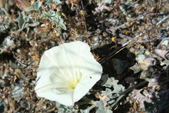 Calystegia collina venusta