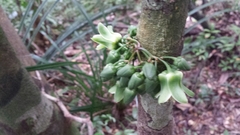 Brexia madagascariensis