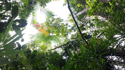 Image of Dypsis carlsmithii by no rights reserved