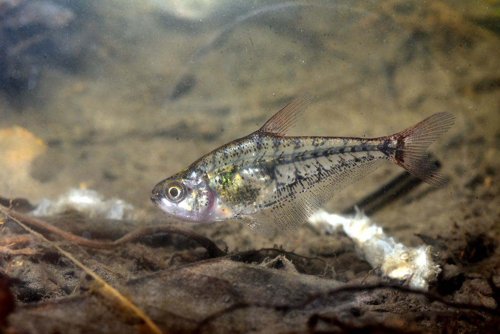 Glas-tandzalm (Charax stenopterus) — Characidae