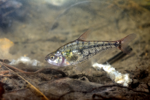 Glass tetra (Charax stenopterus) — Characidae