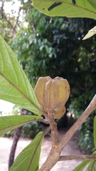 Nesogordonia thouarsii