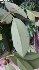 Peponidium