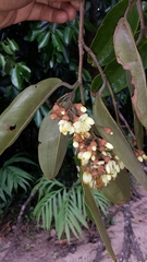 Sarcolaena multiflora image