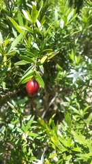 Peponidium