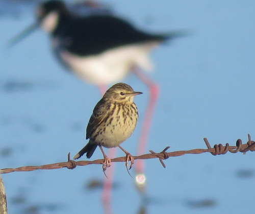 Anthus correndera