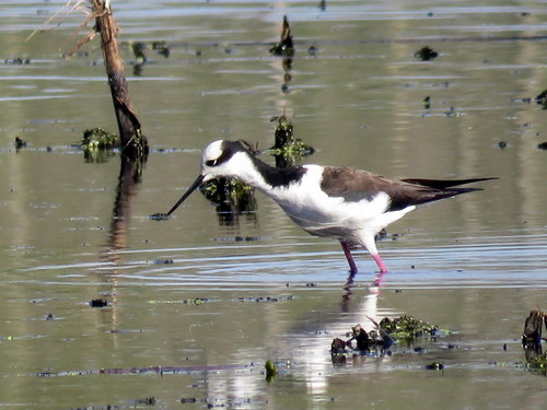 Viuda (Himantopus mexicanus)