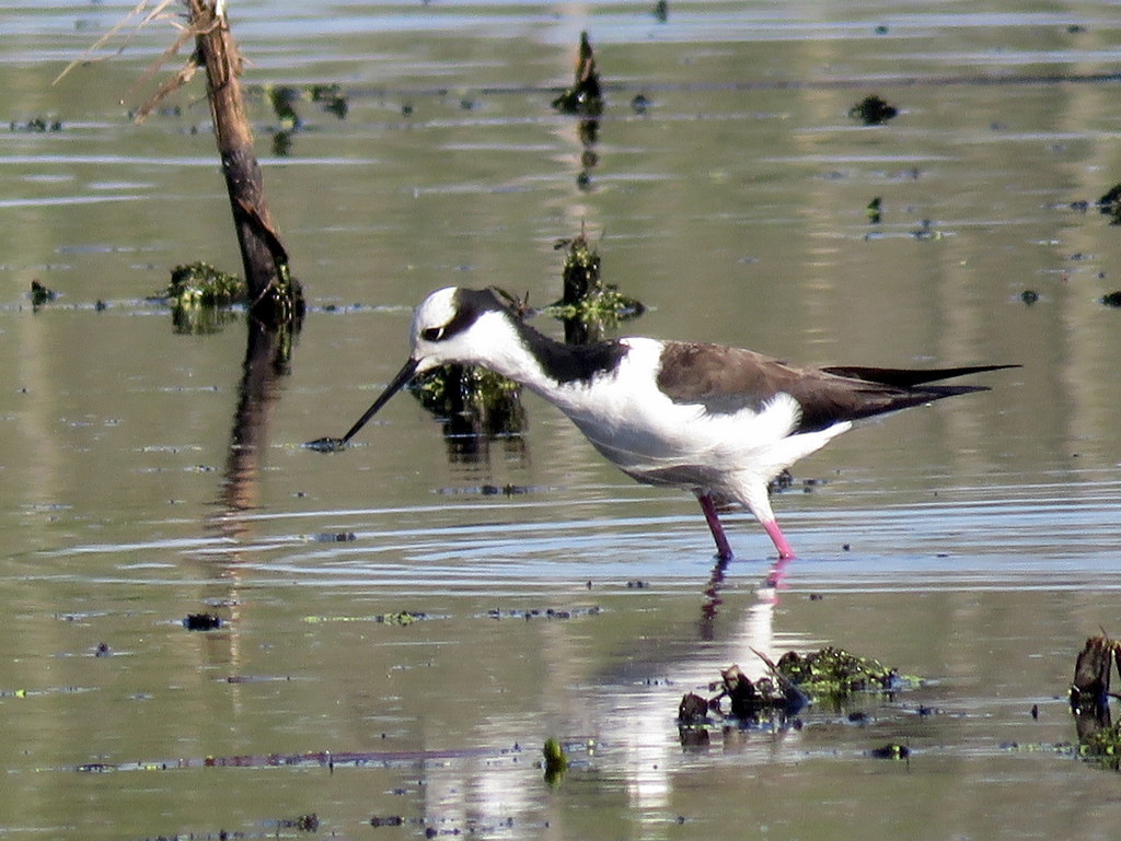 Black-necked Stilt